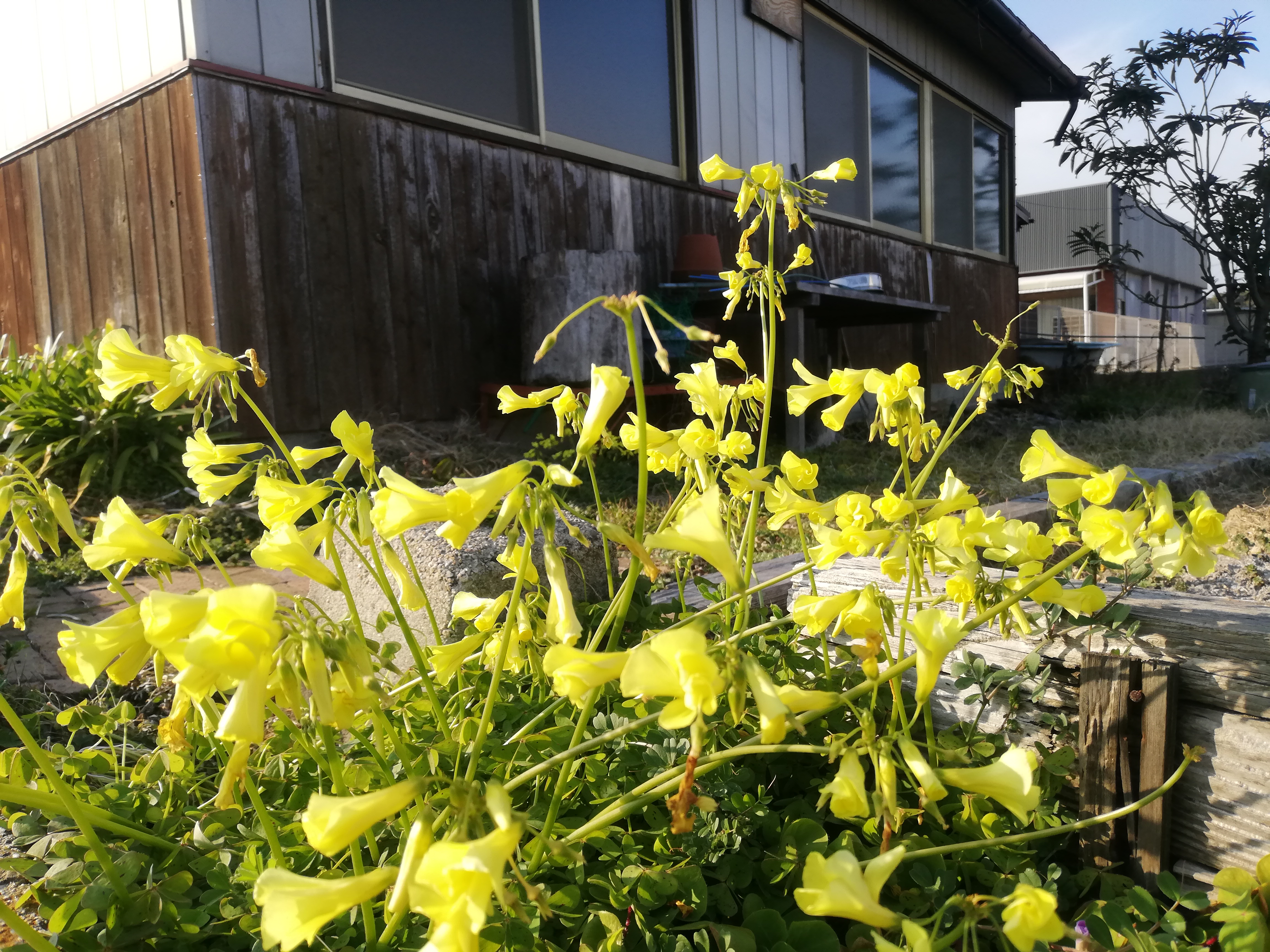 花もたくさん咲いています