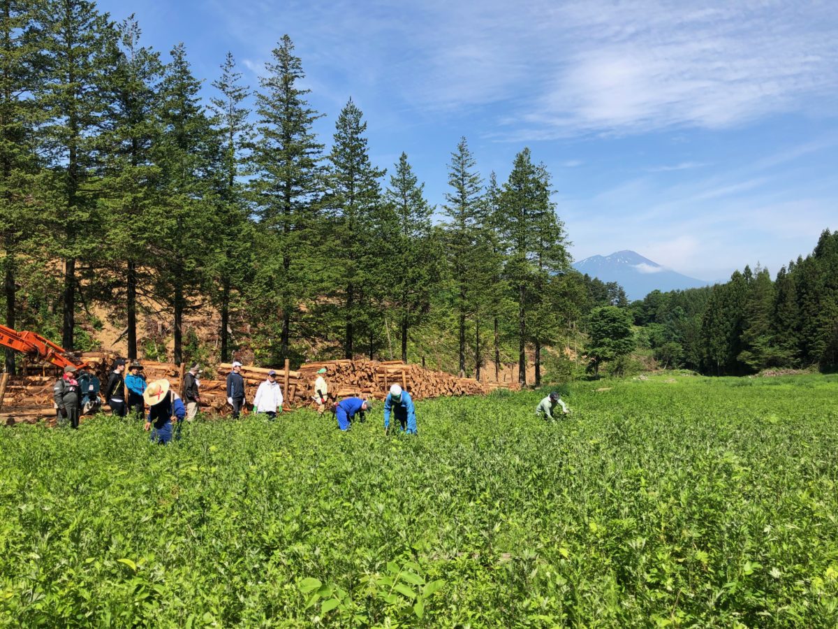 危機的な日本の漆を守るため漆の森づくりにご支援ください