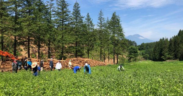 危機的な日本の漆を守るため漆の森づくりにご支援ください