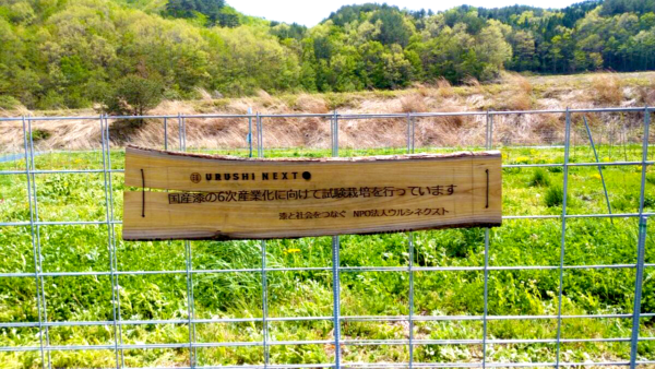 サステナブルな天然素材「漆」を後世に！　漆の未来を次の世代に！