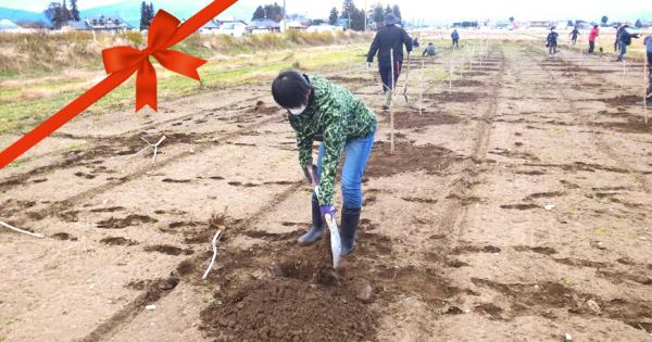 新たな植栽地にウルシ苗300本を植樹することができました