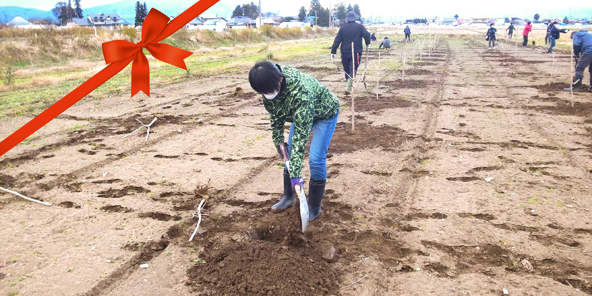 新たな植栽地にウルシ苗300本を植樹することができました